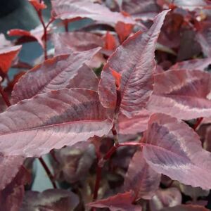 Persicaria microphylla 'Red Dragon' ---